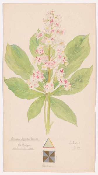 Spring, Chestnut Flower Essences, Hexagram 1, Qian (the Creative), The Spleen, The Snake