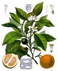 Gentle, Expansive Neroli